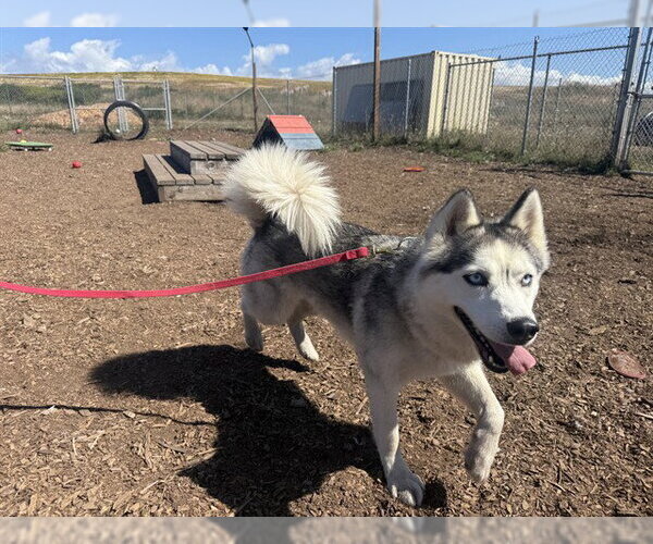 Medium Photo #1 Siberian Husky-Unknown Mix Puppy For Sale in McKinleyville, CA, USA