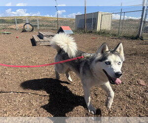 Siberian Husky-Unknown Mix Dogs for adoption in McKinleyville, CA, USA