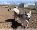Small Siberian Husky Mix