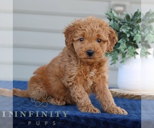 Goldendoodle (Miniature) Puppy for sale in NARVON, PA, USA
