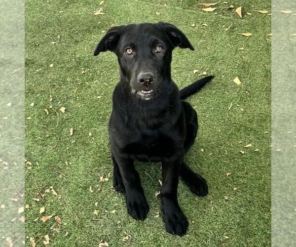 Medium Photo #2 Labrador Retriever-Unknown Mix Puppy For Sale in San Diego, CA, USA