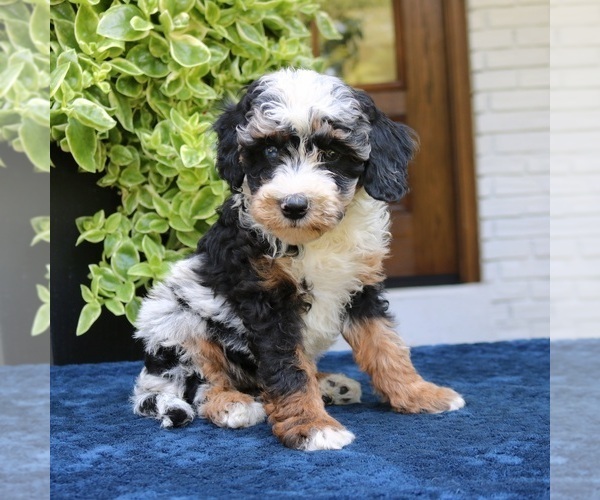Medium Photo #1 Bernedoodle (Miniature) Puppy For Sale in NARVON, PA, USA