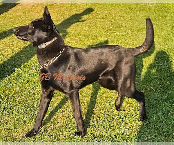 Medium Photo #1 Belgian Malinois Puppy For Sale in LA PINE, OR, USA
