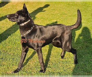 Father of the Belgian Malinois puppies born on 04/19/2026