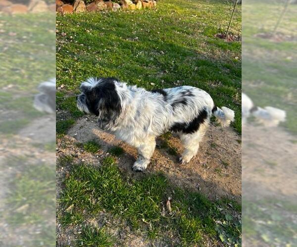 Medium Photo #3 Cocker Spaniel-Unknown Mix Puppy For Sale in Shreveport, LA, USA