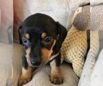 Small Photo #3 Chiweenie Puppy For Sale in SHILOH, OH, USA
