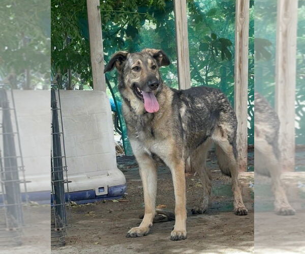 Medium Photo #5 German Shepherd Dog-Unknown Mix Puppy For Sale in Dana Point, CA, USA