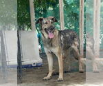 Small #4 German Shepherd Dog Mix