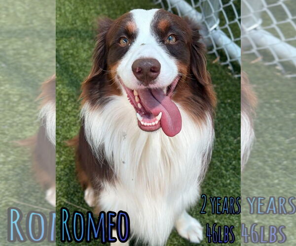 Medium Photo #1 Australian Shepherd-Unknown Mix Puppy For Sale in Woodbury, NY, USA