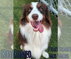 Australian Shepherd-Unknown Mix Dogs for adoption in Woodbury, NY, USA