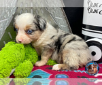 Puppy 6 Miniature Australian Shepherd