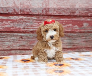 Poodle (Miniature) Puppy for sale in ETNA GREEN, IN, USA