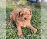 Small #10 Poodle (Toy)