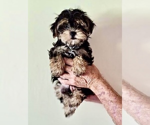 Yorkshire Terrier Puppy for sale in CORNERSVILLE, TN, USA