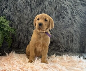 Golden Retriever Puppy for sale in WILLARD, WI, USA
