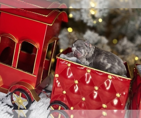 Medium Photo #5 French Bulldog Puppy For Sale in SPRINGFIELD, MO, USA