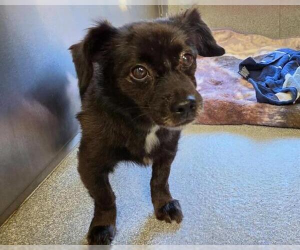 Medium Photo #1 Chiweenie Puppy For Sale in Orange, CA, USA