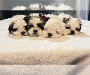 Shih Tzu Puppy for Sale in PATTERSON, California USA