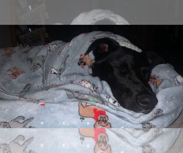 Medium Photo #8 Australian Shepherd-Unknown Mix Puppy For Sale in Minneapolis, MN, USA