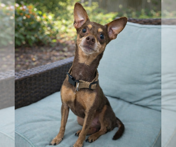 Medium Photo #1 Chihuahua-Unknown Mix Puppy For Sale in Mooresville, NC, USA