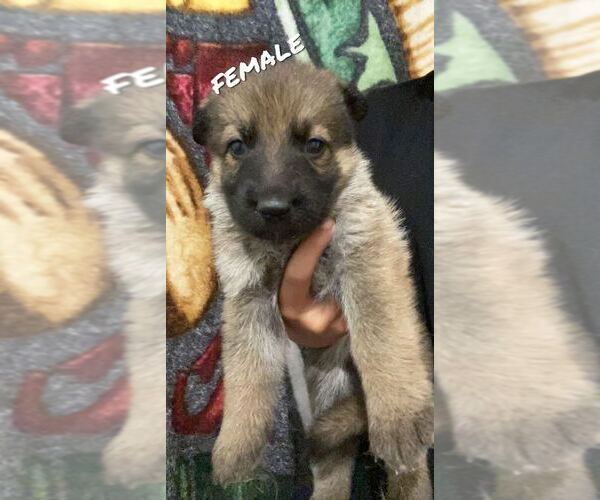 Medium Photo #6 German Shepherd Dog Puppy For Sale in KINGSPORT, TN, USA