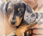 Puppy Puppy 5 Dachshund