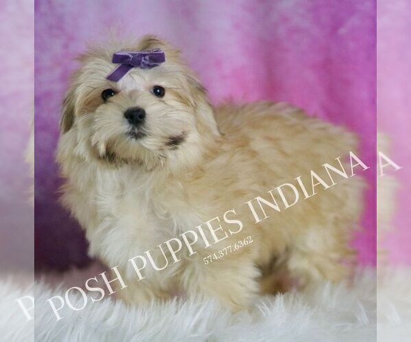 Medium Photo #4 Morkie Puppy For Sale in WARSAW, IN, USA