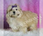Small #3 Morkie