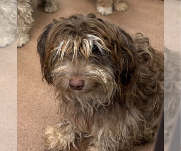 Medium Photo #3 Havanese Puppy For Sale in Canton, CT, USA