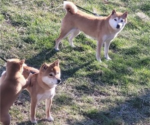 Father of the Shiba Inu puppies born on 12/25/2023