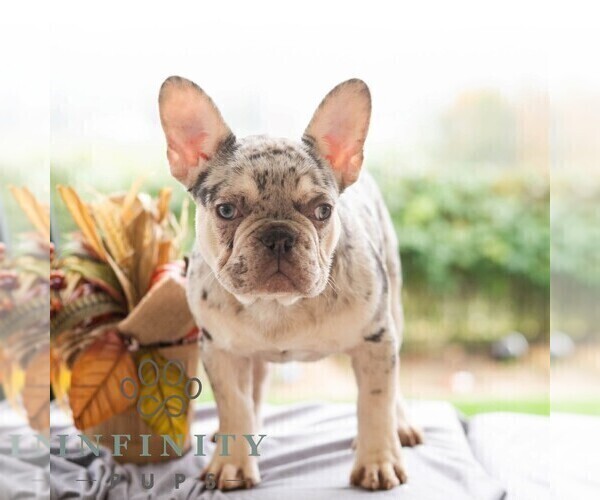 Medium Photo #9 French Bulldog Puppy For Sale in REBERSBURG, PA, USA