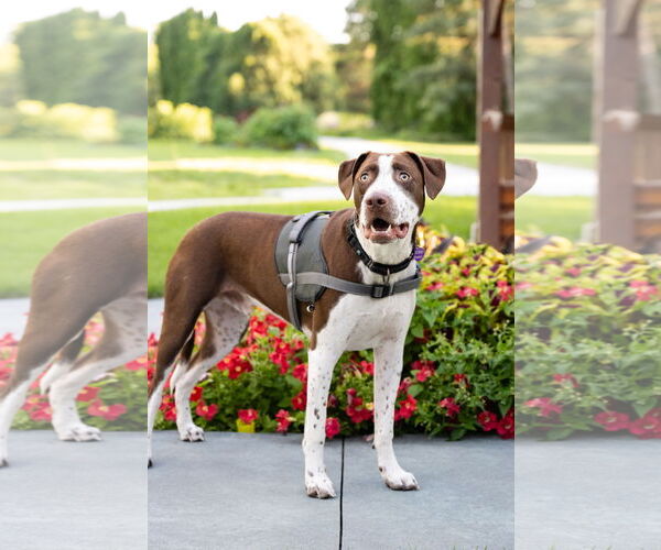Medium Photo #2 American Pit Bull Terrier-Unknown Mix Puppy For Sale in Minneapolis, MN, USA