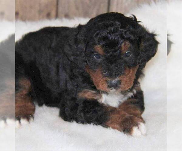 Medium Photo #1 Miniature Bernedoodle Puppy For Sale in STANLEY, WI, USA