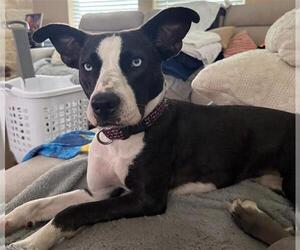 Catahoula Leopard Dog-Unknown Mix Dogs for adoption in Rosenberg, TX, USA
