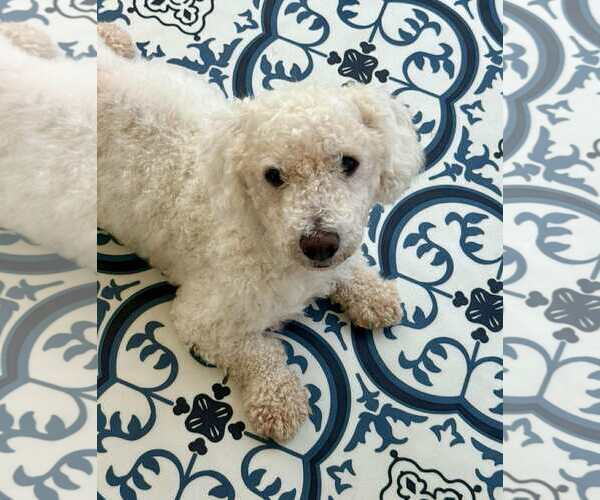 Medium Photo #1 Dachshund Puppy For Sale in Albuquerque, NM, USA