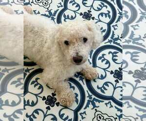 Dachshund Dogs for adoption in Albuquerque, NM, USA