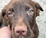 Small Photo #6 Labrador Retriever Puppy For Sale in MARYVILLE, TN, USA