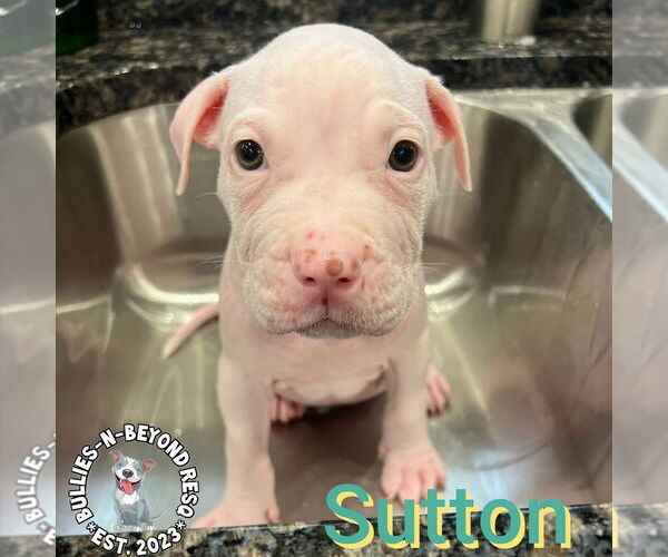 Medium Photo #3 Staffordshire Bull Terrier-Unknown Mix Puppy For Sale in Omaha, NE, USA