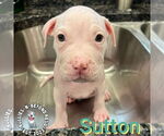Small #2 Staffordshire Bull Terrier Mix