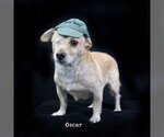 Small #1 Mutt