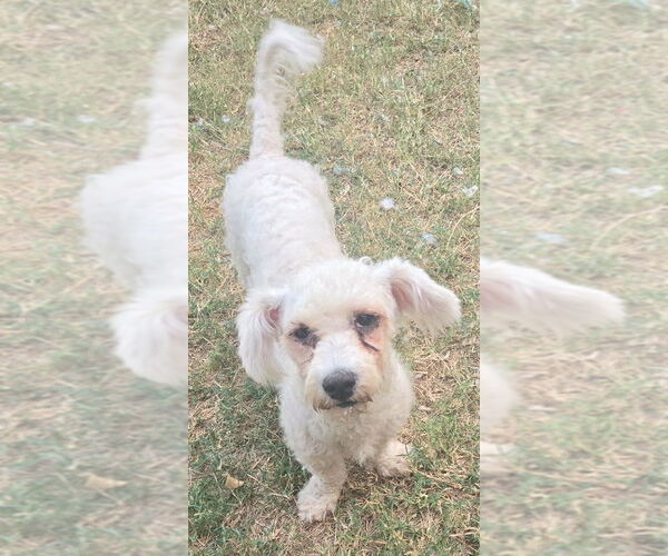 Medium Photo #3 Poodle (Miniature) Puppy For Sale in San Antonio, TX, USA