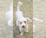 Small #2 Poodle (Miniature)