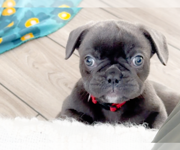 Medium Photo #3 French Bulldog Puppy For Sale in NEWARK, TX, USA