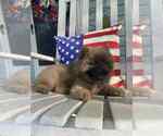 Small #8 Chow Chow