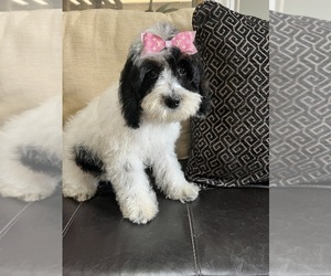 Miniature Bernedoodle-Poodle (Miniature) Mix Puppy for sale in RICHMOND, IL, USA