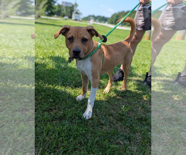 Medium Photo #2 American Staffordshire Terrier Puppy For Sale in Holly Springs, NC, USA