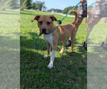 Small #1 American Staffordshire Terrier