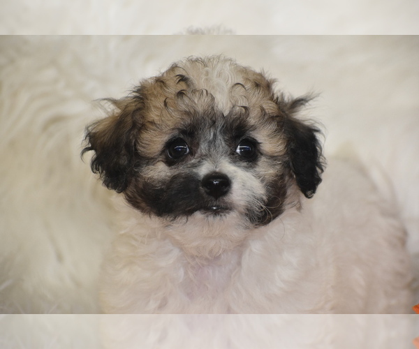 Medium Photo #5 Poochon Puppy For Sale in ELDORADO, OH, USA