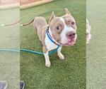 Small Photo #2 Mutt Puppy For Sale in Las Vegas, NV, USA