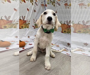 Clover - Male Golden Labrador Dog for Adoption - Photo #6